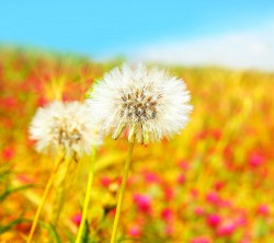 2160x1920-Wallpapers_AppsAPK_ (199)