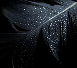 Android-Wallpaper-960x800- (443)