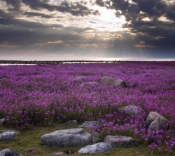 Android-Wallpaper_1080x960_AppsApk_ (432)
