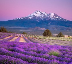 Android-Wallpaper_1080x960_AppsApk_ (435)
