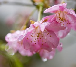 Android_Wallpaper_1440x1280_AppsApk (602)