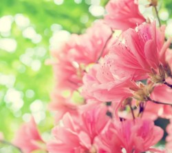 Android_Wallpaper_1440x1280_AppsApk (603)
