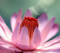 Android_Wallpaper_1440x1280_AppsApk (604)
