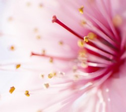 Android_Wallpaper_1440x1280_AppsApk (606)