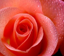 Android_Wallpaper_1440x1280_AppsApk (608)