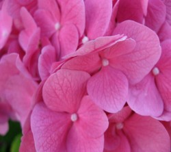 Android_Wallpaper_1440x1280_AppsApk (610)