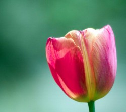 Android_Wallpaper_1440x1280_AppsApk (611)
