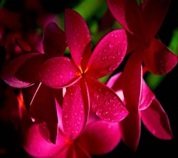 Android_Wallpaper_1440x1280_AppsApk (615)