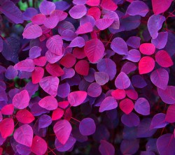 Android_Wallpaper_1440x1280_AppsApk (618)