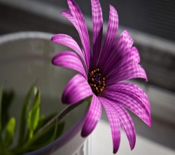 Android_Wallpaper_1440x1280_AppsApk (619)
