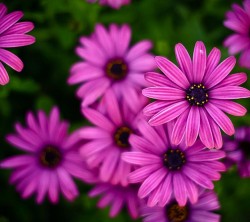 Android_Wallpaper_1440x1280_AppsApk (620)