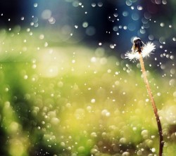Android_Wallpaper_1440x1280_AppsApk (633)
