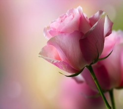 Android_Wallpaper_1440x1280_AppsApk (667)