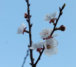 Android_Wallpaper_1440x1280_AppsApk (677)