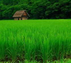 Android_Wallpaper_1440x1280_AppsApk (687)