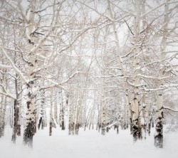 Android_Wallpaper_1440x1280_AppsApk (696)