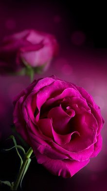 Pink Roses Live Wallpaper | APK Download for Android